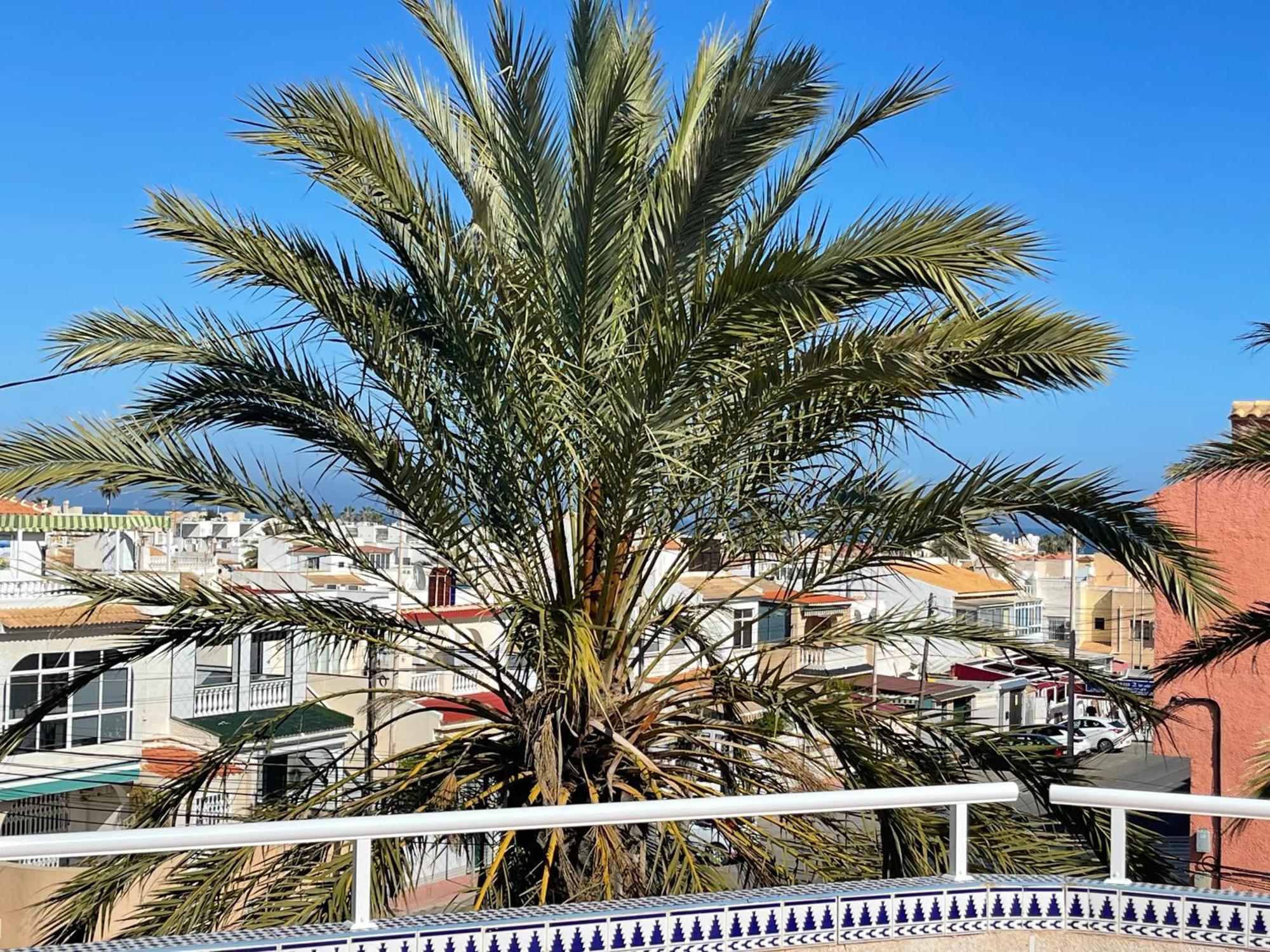 Bed and Breakfast Anna'S Garden Torrevieja Exterior foto